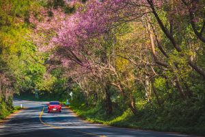 Car driving on road in spring